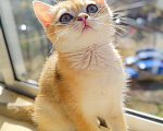 Кошки в Москве: Шотландский вислоухий котенок Мальчик, 22 000 руб. - фото 5