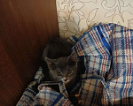 Кошки в Омске: Отдам котенка Девочка, Бесплатно - фото 2