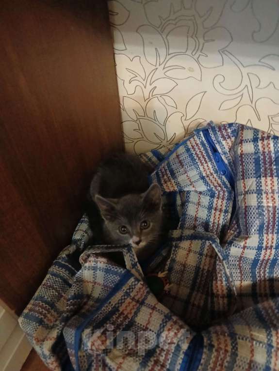 Кошки в Омске: Отдам котенка Девочка, Бесплатно - фото 2