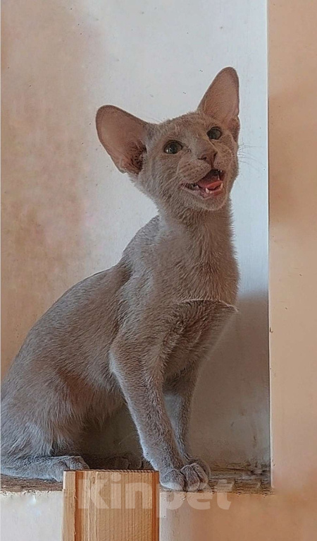 Кошки в Москве: Ориентальная красивая кошечка Девочка, 50 000 руб. - фото 5