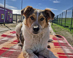 Собаки в Шебекино: Джек ищет своего человека Мальчик, Бесплатно - фото 2