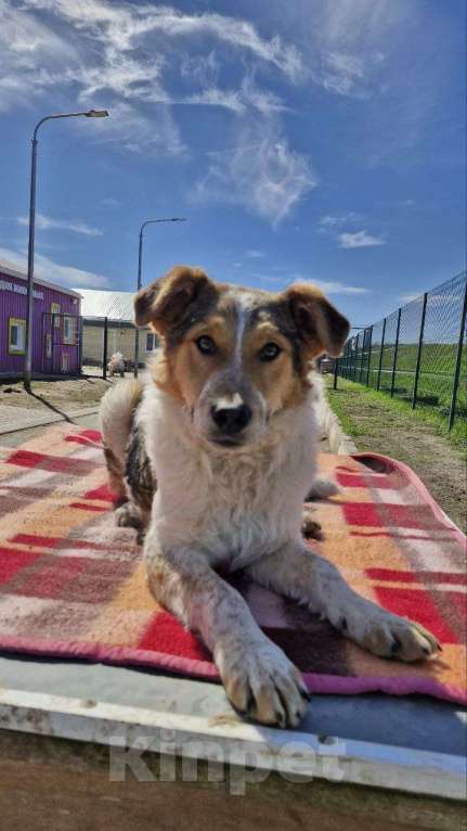 Собаки в Шебекино: Джек ищет своего человека Мальчик, Бесплатно - фото 2