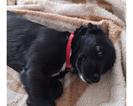 Собаки в Краснодаре: Щенок с прививками стерильна Девочка, 10 руб. - фото 6