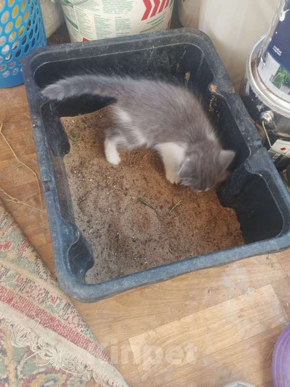 Кошки в Туле: Сладкий мальчик в добрые ручки Мальчик, Бесплатно - фото 4