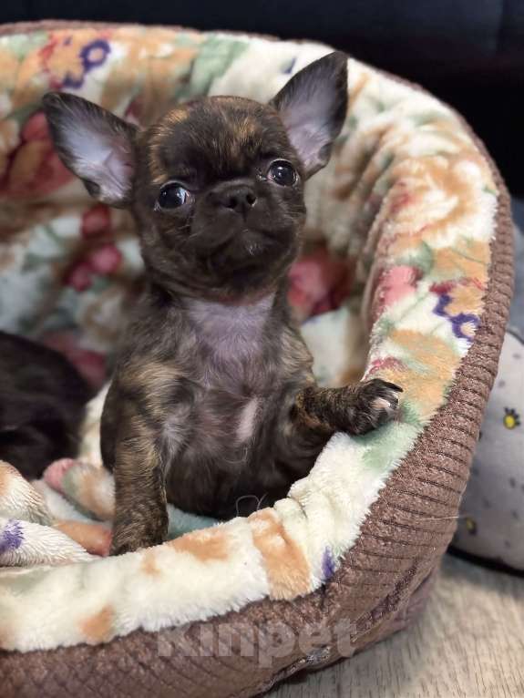 Собаки в Москве: Щенок чихуахуа  Девочка, 150 000 руб. - фото 3