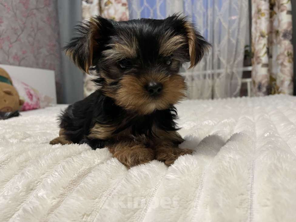 Собаки в Краснодаре: Продаю щенков Мальчик, 17 000 руб. - фото 1