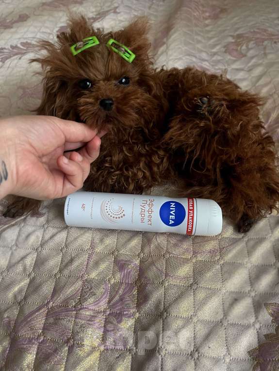 Собаки в Ижевске: Тедди пудель тикап 16см  Мальчик, 20 000 руб. - фото 3