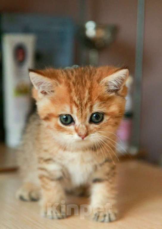 Кошки в Москве: Золотая девочка Девочка, 30 000 руб. - фото 2