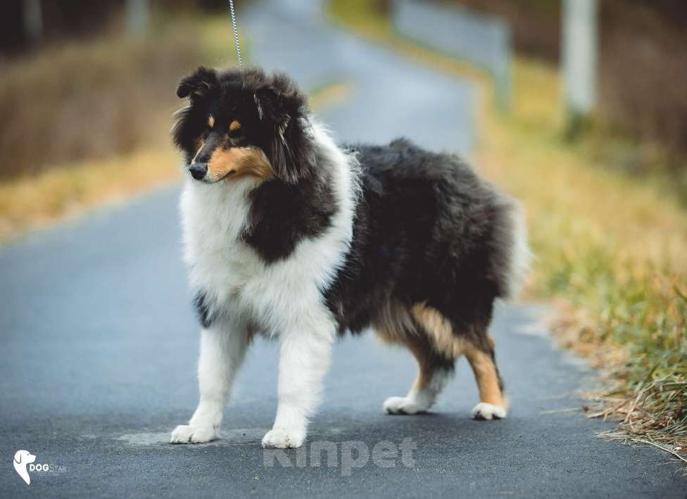 Собаки в других городах Свердловской области: Колли Магия Жизни Девочка, 80 000 руб. - фото 5