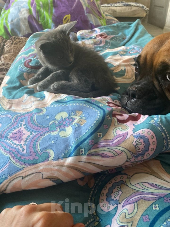 Кошки в Новороссийске: Котятки в добрые руки!!! Мальчик, Бесплатно - фото 3