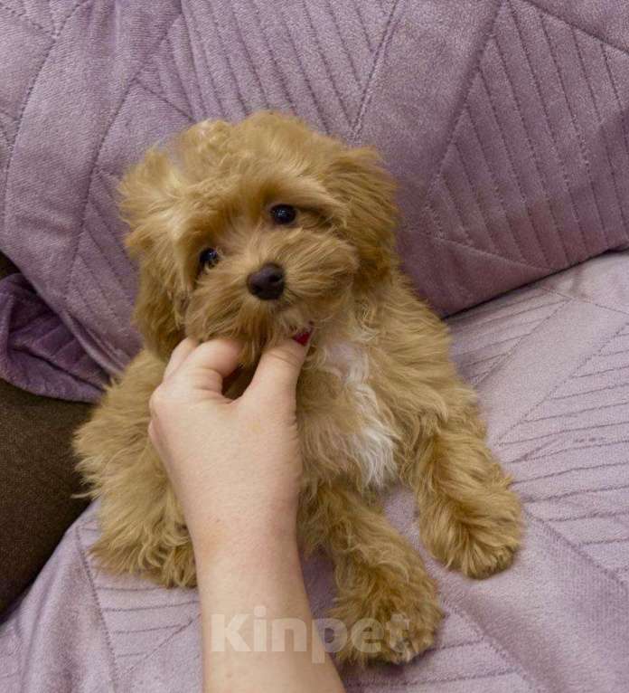 Собаки в Москве: Мальтипу Корея f1 Девочка, 68 000 руб. - фото 2