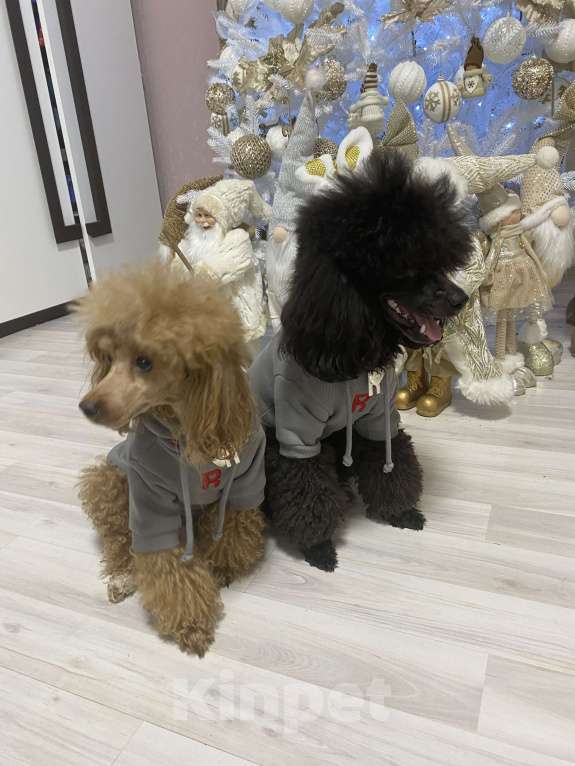 Собаки в Березовском: Мальчик 2 Мальчик, 60 000 руб. - фото 1