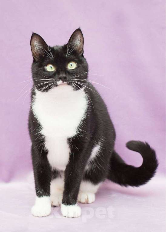 Кошки в Москве: Версаче ищет дом  Девочка, Бесплатно - фото 3