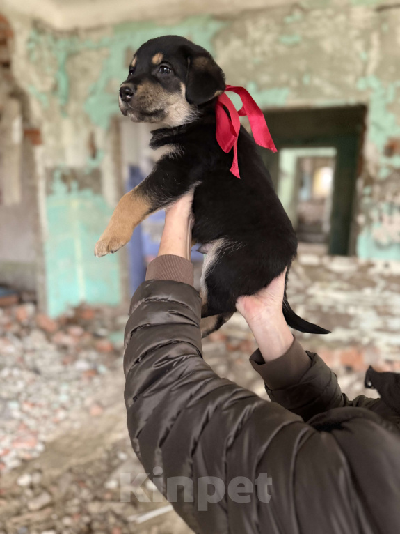 Собаки в Москве:  Невероятный медвежонок Барни  2 мес ждет новогоднего чуда-дом! Мальчик, Бесплатно - фото 2