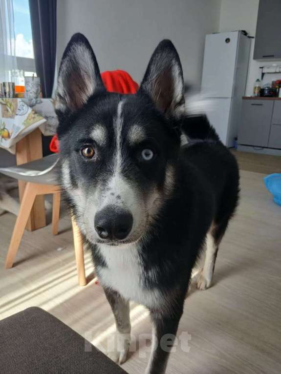 Собаки в Солнечногорске: Хасик (самоед) метис Мальчик, Бесплатно - фото 4