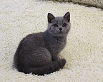 Кошки в Ульяновске: Британские котята Девочка, 20 000 руб. - фото 4