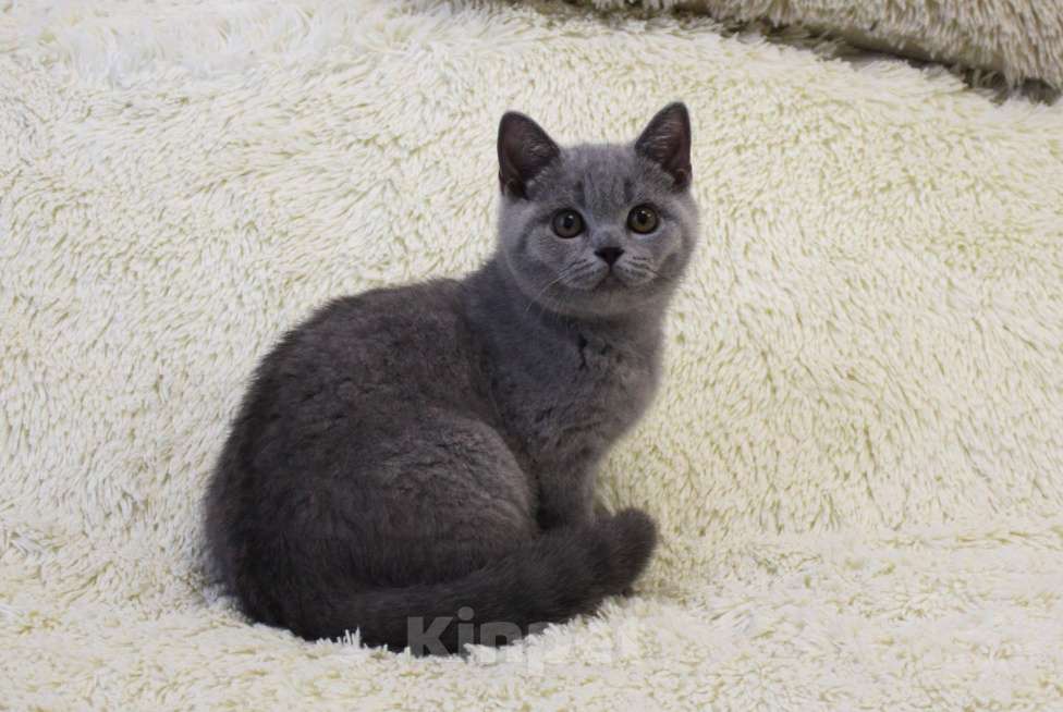 Кошки в Ульяновске: Британские котята Девочка, 20 000 руб. - фото 4