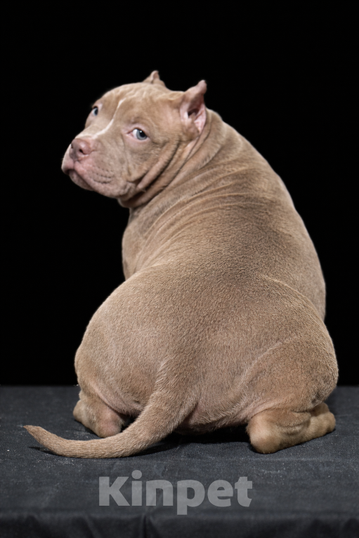 Собаки в Санкт-Петербурге: американский булли Девочка, Бесплатно - фото 4