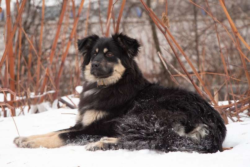 Собаки в Москве: Красотка-модель Лекси в поисках дома, 1 год Девочка, 1 руб. - фото 4