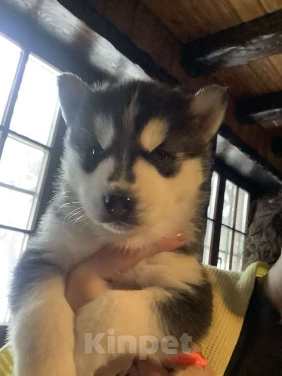 Собаки в Чехове: Девочка 1 Девочка, 15 000 руб. - фото 3