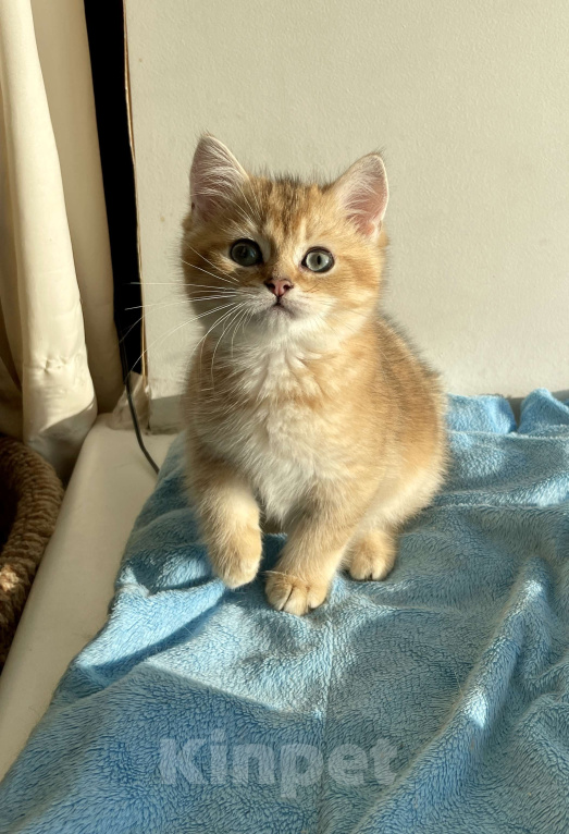 Кошки в Санкт-Петербурге: Золотые британские котята Мальчик, Бесплатно - фото 4