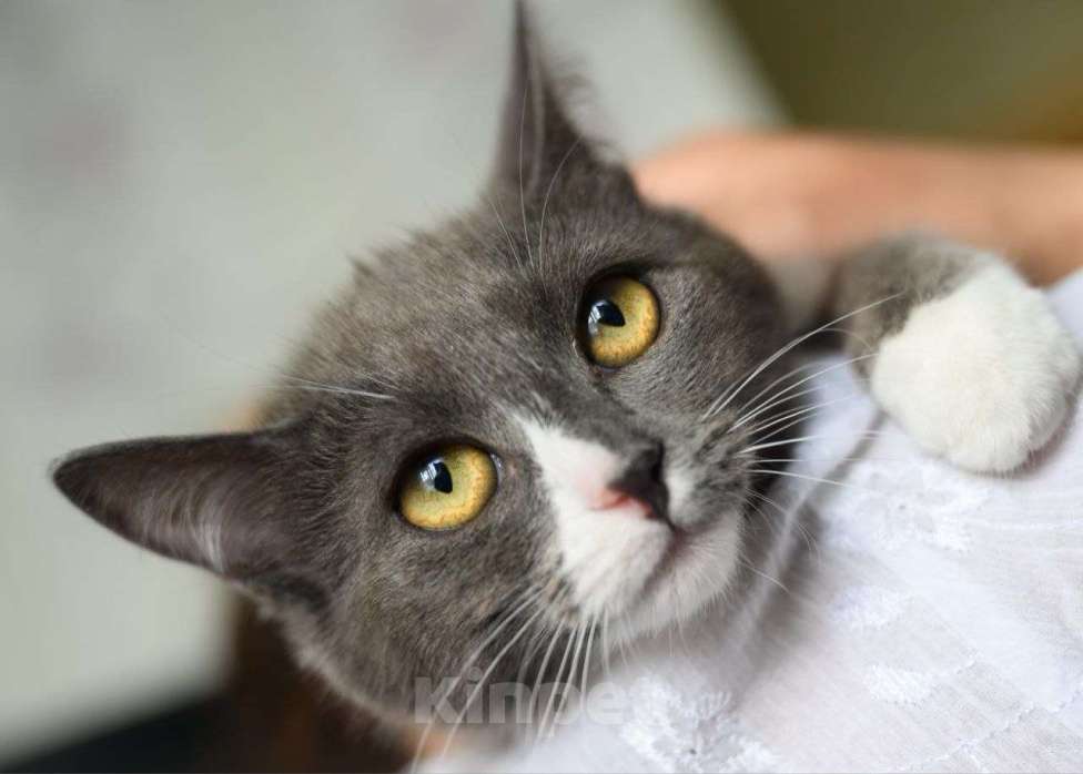 Кошки в Москве: Ася и Аделька ищут дом Девочка, Бесплатно - фото 2