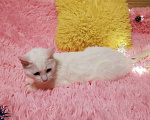 Кошки в Санкт-Петербурге: Белая кошка ищет дом Девочка, 200 руб. - фото 7
