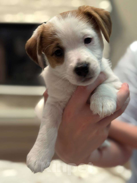 Собаки в Екатеринбурге: Породистый щенок Джек рассел терьер  Девочка, 40 000 руб. - фото 2