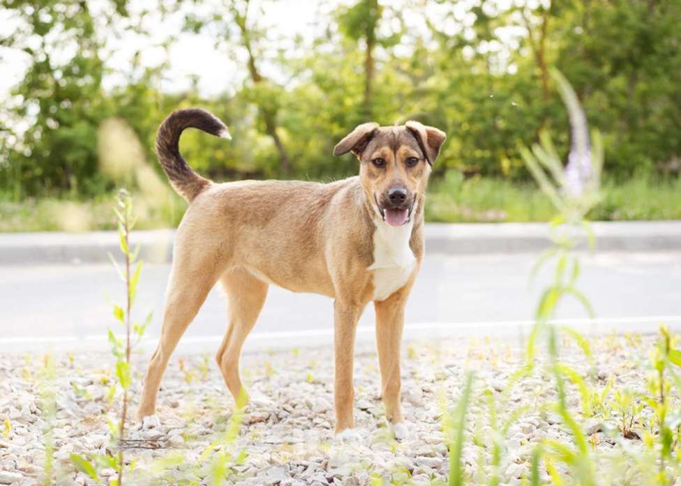 Собаки в Москве: Лакоста, небольшая молодая общительная ласковая девочка Девочка, Бесплатно - фото 3