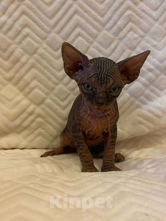Кошки в Москве: Котёнок канадского сфинкса  Мальчик, 55 000 руб. - фото 6