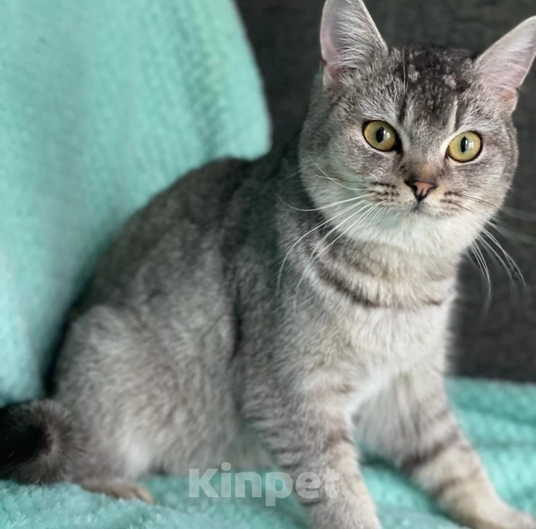 Кошки в Москве: Котика Сильвера выкинули люди Мальчик, Бесплатно - фото 2