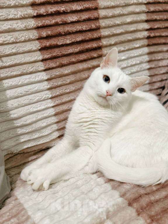 Кошки в Балашихе: Голубоглазый котик Мальчик, Бесплатно - фото 2