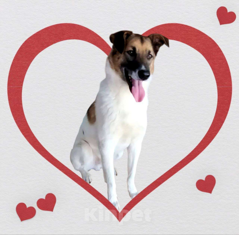 Собаки в Долгопрудном: Амурчик ищет добрый Дом и любящих хозяев Мальчик, Бесплатно - фото 7