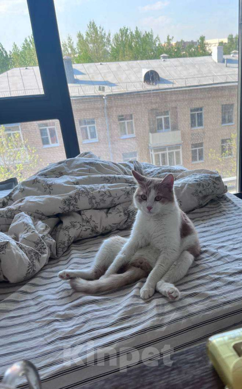 Кошки в Москве: Котик Пельмень ждет своего человека Мальчик, Бесплатно - фото 3