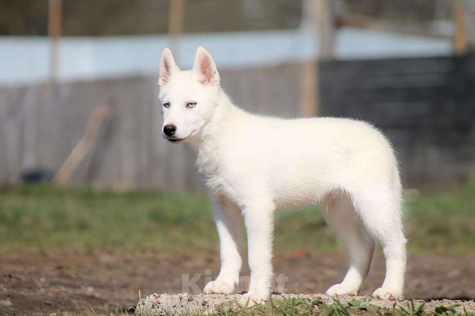 Собаки в Москве: Белый голубоглазый щенок сибирский хаски Мальчик, 50 000 руб. - фото 6