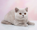 Кошки в Барнауле: Алмаза Девочка, Бесплатно - фото 1