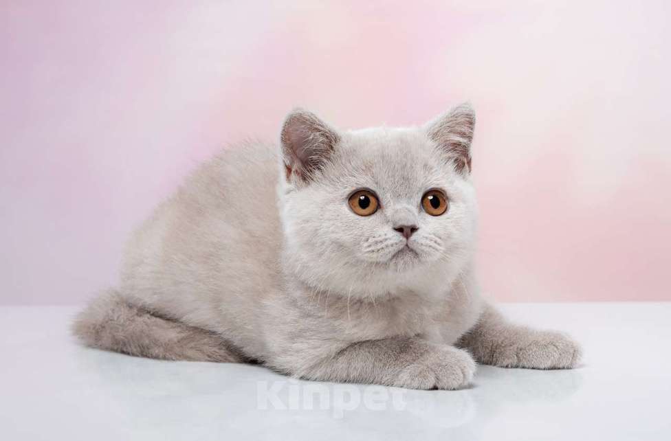 Кошки в Барнауле: Алмаза Девочка, Бесплатно - фото 1