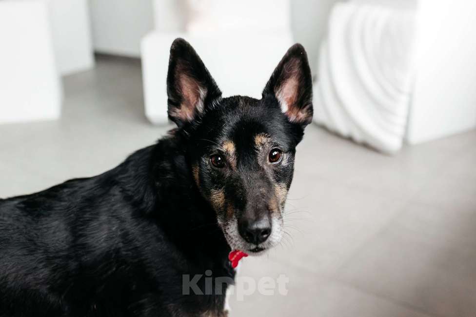 Собаки в Москве: Вега — нежная душа, которая всю свою жизнь провела в приюте Девочка, Бесплатно - фото 7