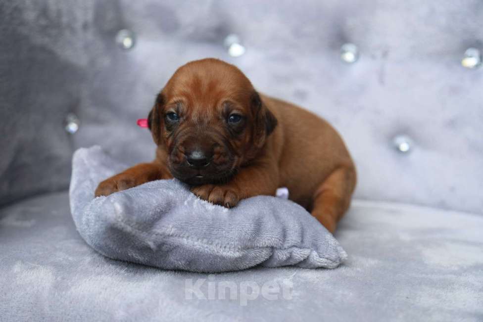Собаки в Москве: Щенки Родезийского риджбека 29.06.2025 Мальчик, 120 000 руб. - фото 5