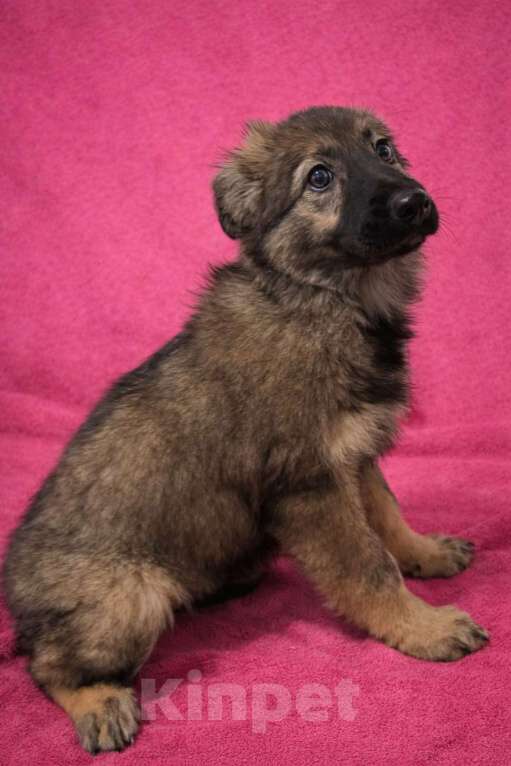 Собаки в Химках: Девочка Шерри Девочка, Бесплатно - фото 7