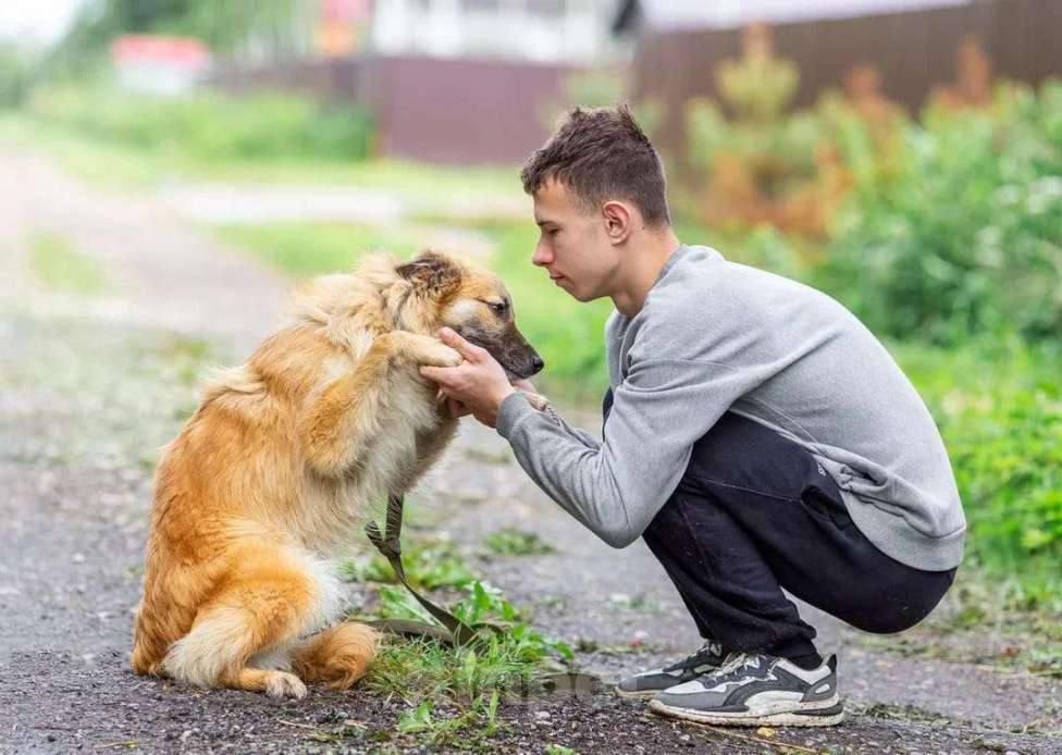 Собаки в Апрелевке: Собачий подросток, умничка и добряк Митька, 11 мес.  - в добрые руки Мальчик, 100 руб. - фото 6