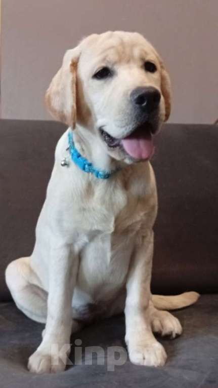 Собаки в Саратове: Щенки от Пары Чемпионов! Документы РКФ, Вакцинация по возрасту! Девочка, 45 000 руб. - фото 1