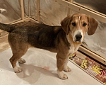 Собаки в Истре: Щенок 8 месяцев Мальчик, 1 руб. - фото 1