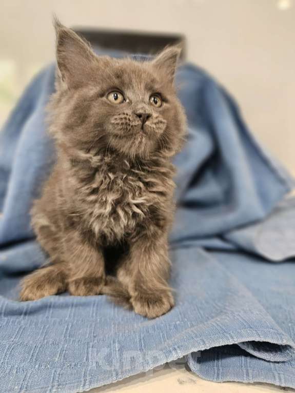 Кошки в Ореховом-Зуево: Прекрасные клубные мейн куны Мальчик, 45 000 руб. - фото 4