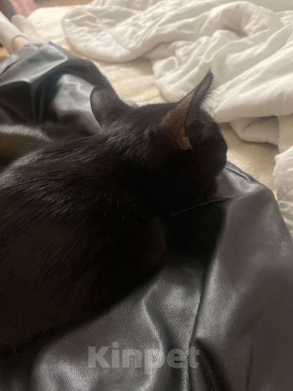 Кошки в Твери: Отдам кошечку в добрые руки  Девочка, Бесплатно - фото 4