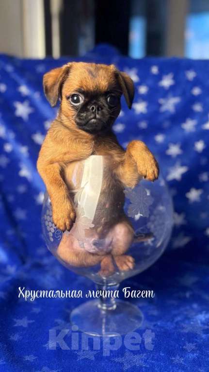 Собаки в Москве: Рыжий пти брабансон Мальчик, 70 000 руб. - фото 2