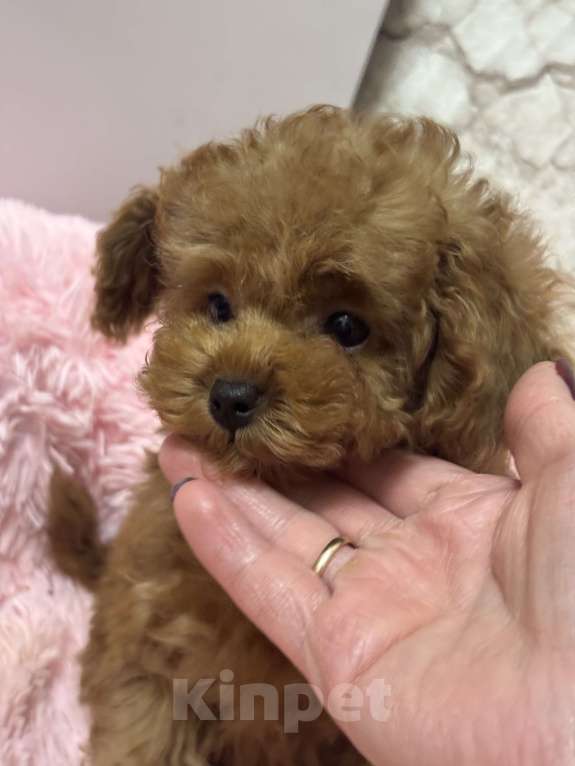 Собаки в Ивантеевке: Малышка той пудель Девочка, 80 000 руб. - фото 3