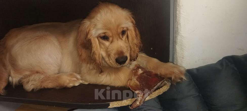 Собаки в Анапе: Английский кокер спаниель Астра Девочка, 23 000 руб. - фото 2