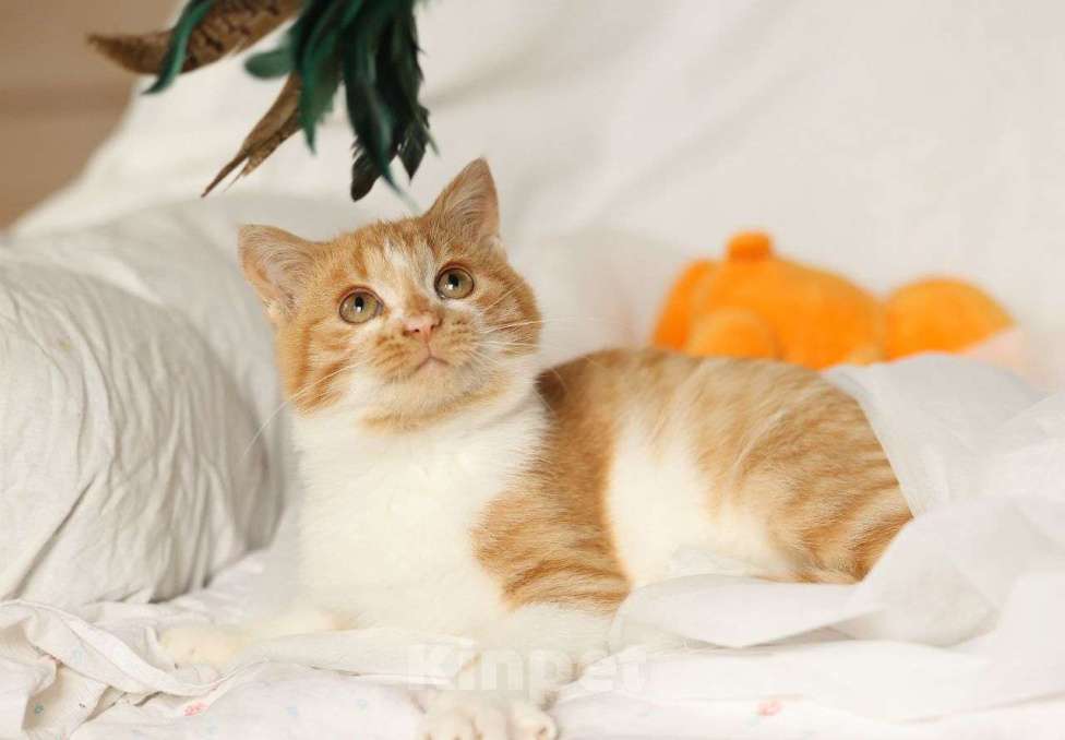 Кошки в Москве: Рыжий котенок в добрые руки  Мальчик, Бесплатно - фото 2