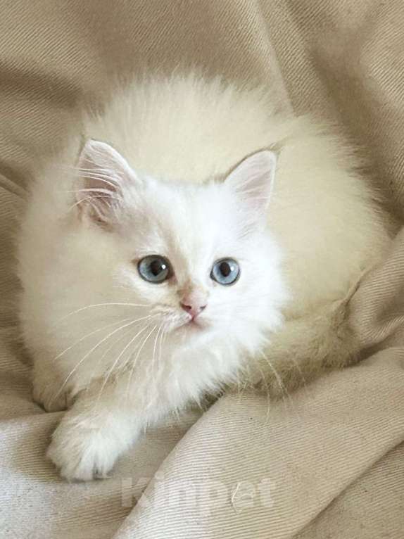 Кошки в Москве: Красавицы кошечки , снежное золото  Девочка, 22 000 руб. - фото 4